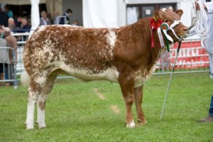 The Royal Welsh Show, 23rd – 26th July, 15 minutes from Red Kite Barn